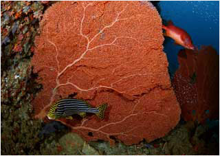 ������� �� ����������� ��������. 
